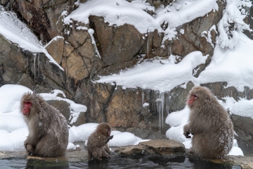 地獄谷野猿公苑の冬のニホンザル(snow monkey)