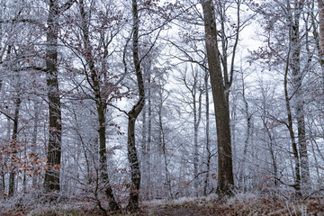 Winterwald mit Reif und Frost