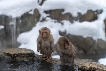 かわいい赤ちゃんの子ザル(snow monkey)