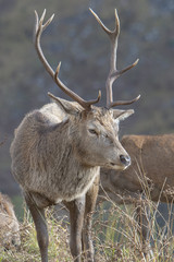 stag glen etive 