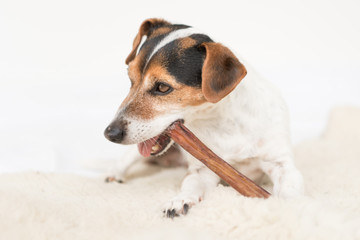 Jack Russell Terrier 10 years old - Cute little dog eats and chews with enjoyment. Doggie isolated...