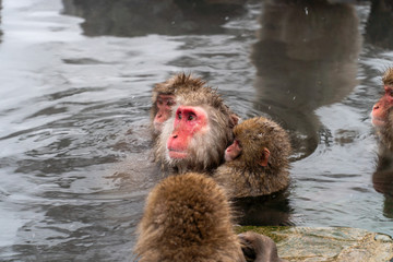 子ザルを抱きしめて温泉に入浴するニホンザル(snow monkey)