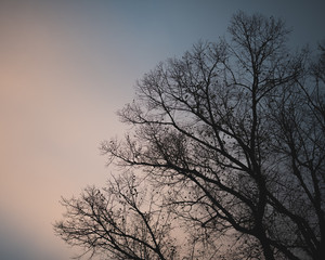 Silhouette of tree at dusk