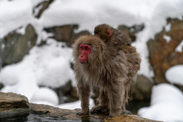 寒さに凍えて子ザルと寄り添うニホンザル(snow monkey)