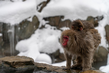 寒さに凍えて子ザルと寄り添うニホンザル(snow monkey)