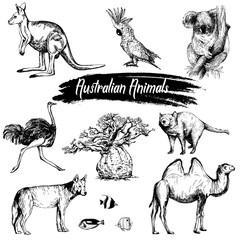 Set of hand drawn sketch style Australian animals isolated on white background. Vector illustration. © Ecaterina Sciuchina