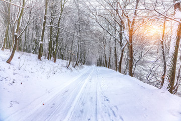 Silence on a winter road in the forest.
