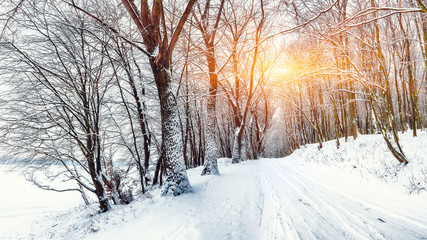 Silence on a winter road in the forest