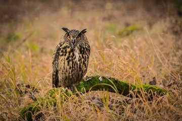 Portrait of brown, beige and white Euroasian eagle owl, Bubo bubo, with orange eyes sitting on a branch covered with green moss placed on ground with dry grass in forest, blurry background