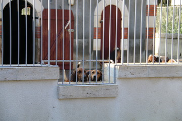 Fototapeta na wymiar Dogs in kennel