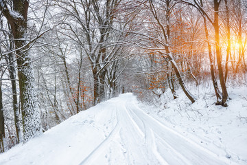 Silence on a winter road in the forest