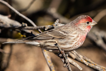 Male House Finch on a bush