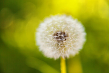 Dandelion seeds blowing in wind in summer field background