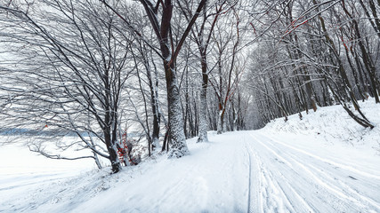 Obraz premium Silence on a winter road in the forest