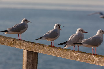 Lachmöwen