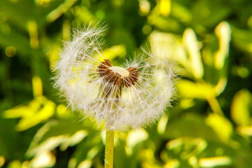 Dandelion seeds blowing in wind in summer field background