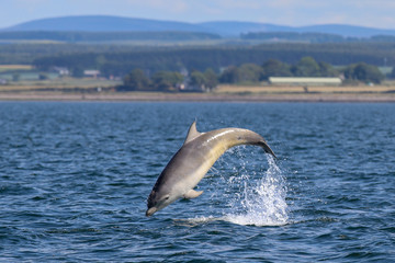 Fototapeta premium dolphins jumping out of water