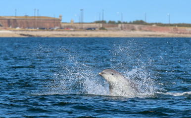 dolphins in the sea