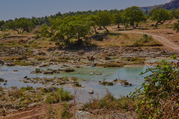 Wadi Darbat (Oman)
