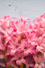 Hyacinth living coral color on the pastel background.