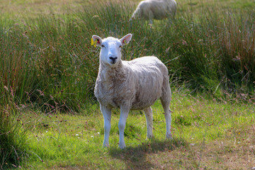 sheep in a field