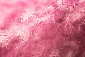 Living coral feather abstract background. Studio macro shoot.