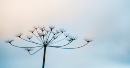 Bärenklau | Hogweed