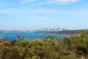 Sydney skyline as seen from Manly Beach coastal walk with trees in the foreground on a clear blue day with light clouds (Sydney, Australia)