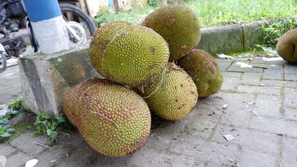 jackfruit which is ready to be processed into food