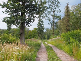 Forststra&szlig;e - wandern in frischer Luft