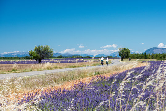 Lavender 20