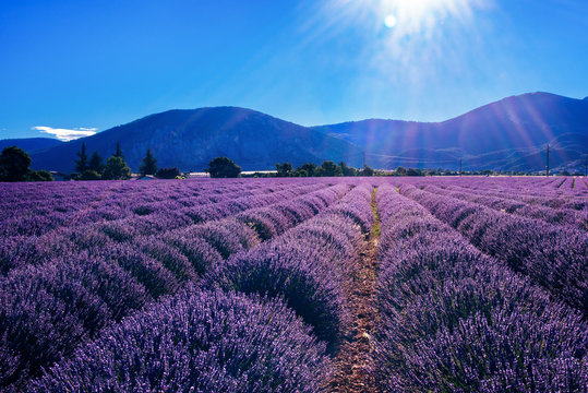 Lavender 19