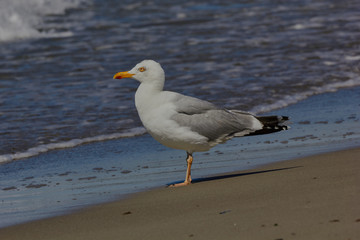 Möwen am Strand Ahrenshoop (Deutschland)