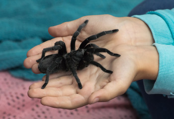 Child holding a tarantula