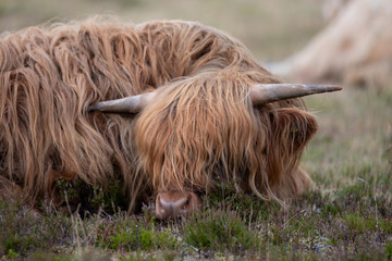 highland cattle with horns