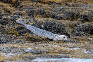 seal in the wild