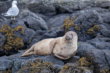 sea lion on the rocks