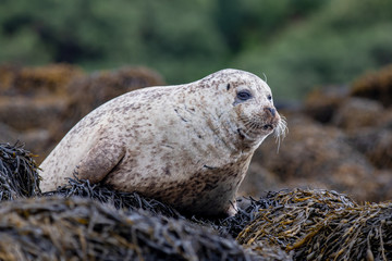 seal