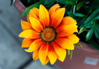 Flor anaranjada en macro