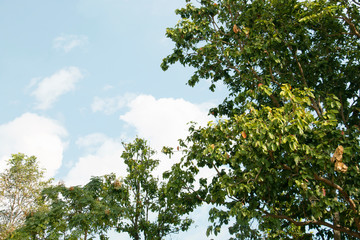 treetop and sky