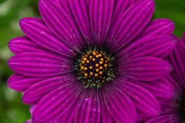 Fototapeta premium Flor morada en macro