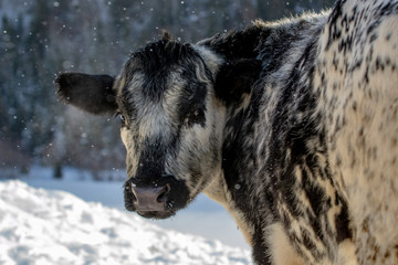 Close up on a Speckle Park Cow Head in Winter