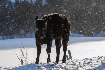 Black Angus Calf Stretching Outside in the Winter