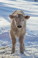 Angus and Charolais Calf Standing in the Snow