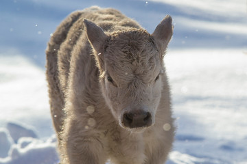 Naklejka premium Charolais and Black Angus Calf Close Up