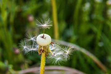 Dandelion seeds blowing in wind in summer field background