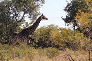 Giraffe
