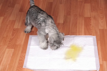 schnauzer puppy and urine puddle in dog diaper.