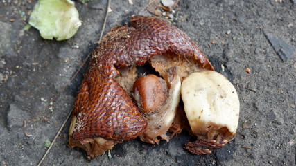 rotten zalacca