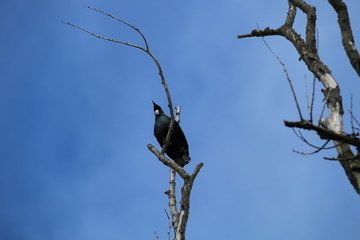 Tui bird on a branch